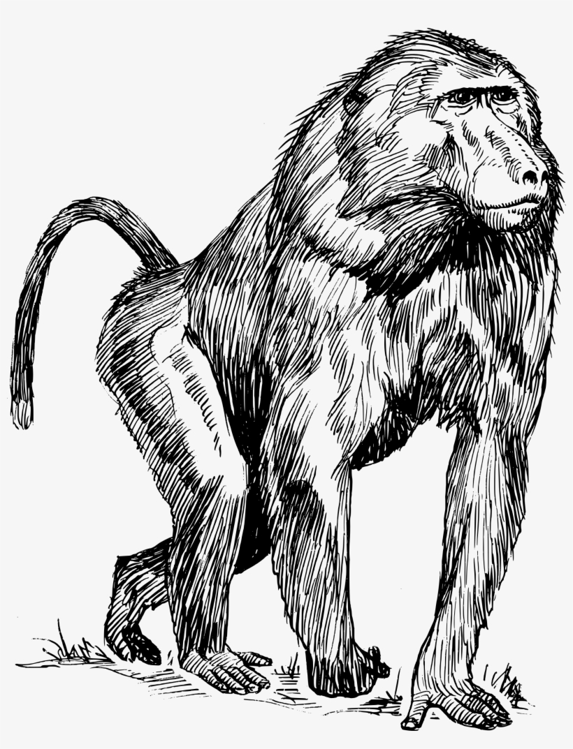 Baboon Png, transparent png download