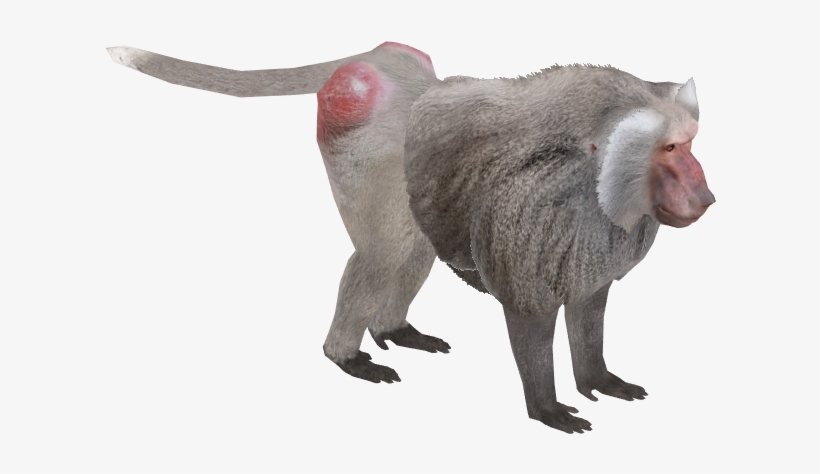 Hamadryas Baboon M - Hamadryas Baboon, transparent png download