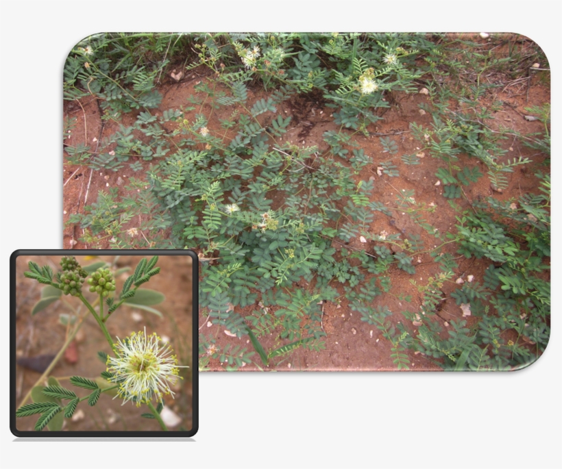 Cooley's Bundleflower Is Distinguished By The Crater-like - Chihuahua, transparent png download