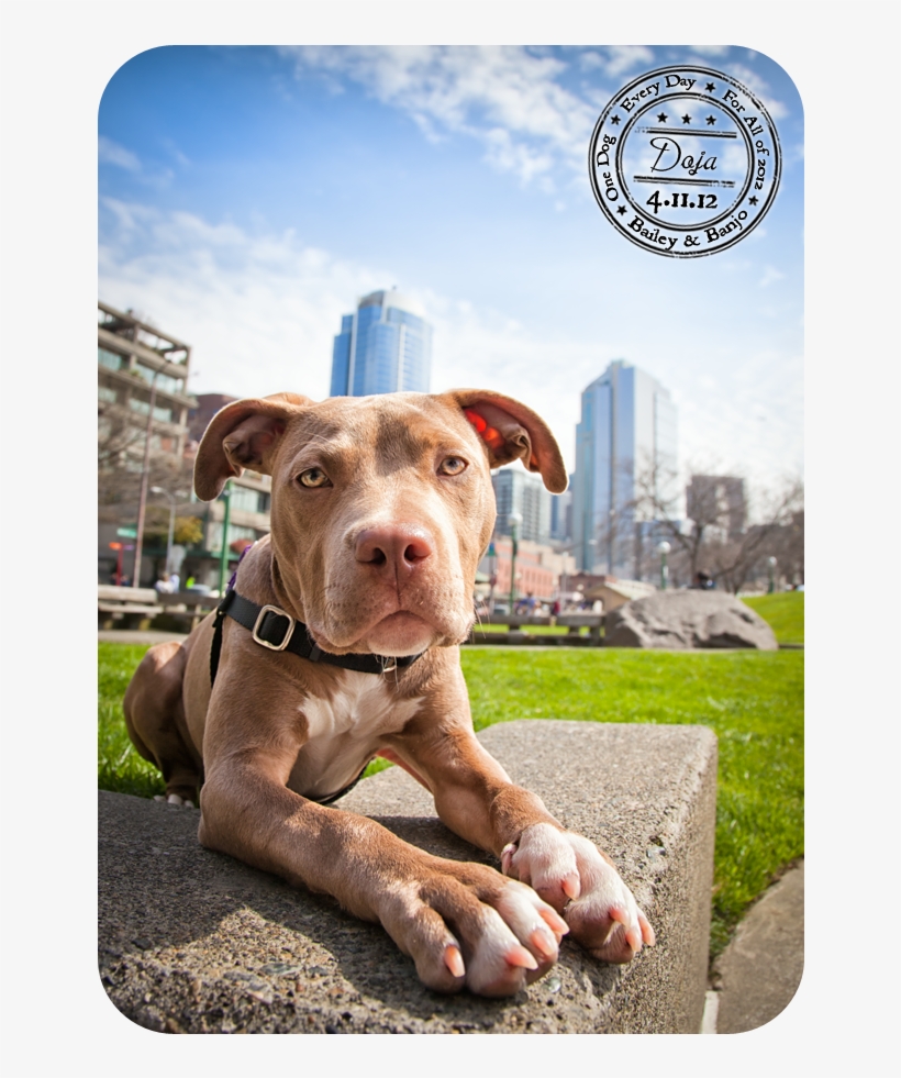 Doja - April 11 - Pitbull Puppy - Puppy, transparent png download