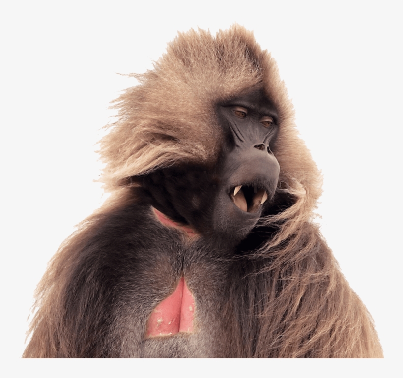 Free Png Baboon No Png Images Transparent - Gelada Baboon Png, transparent png download