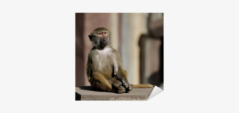 Monkey, transparent png download