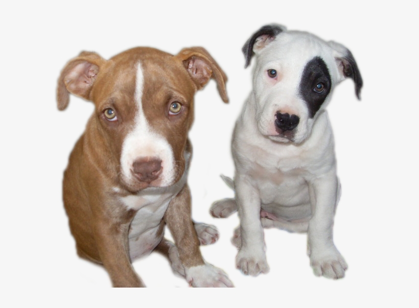 How Much Is Tibial Tuberosity Advancement - Razas De Perros Cruzados, transparent png download