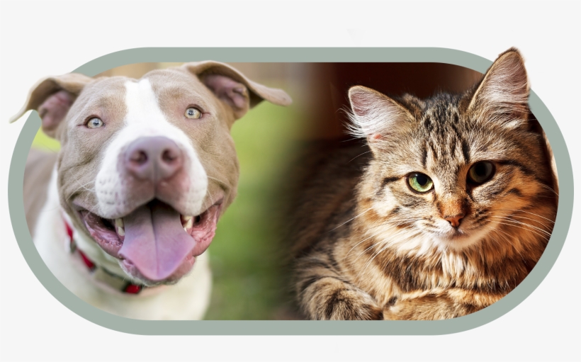 Adopt A Pet - Pit Bull, transparent png download
