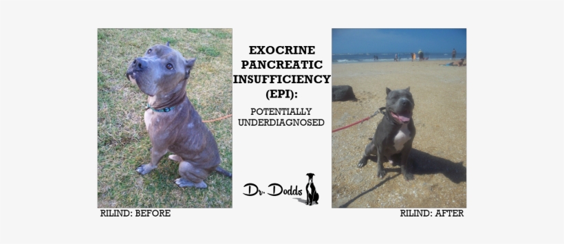 Jean Dodds' Pet Health Resource Blog Exocrine Pancreatic - Exocrine Pancreatic Insufficiency In Dogs, transparent png download