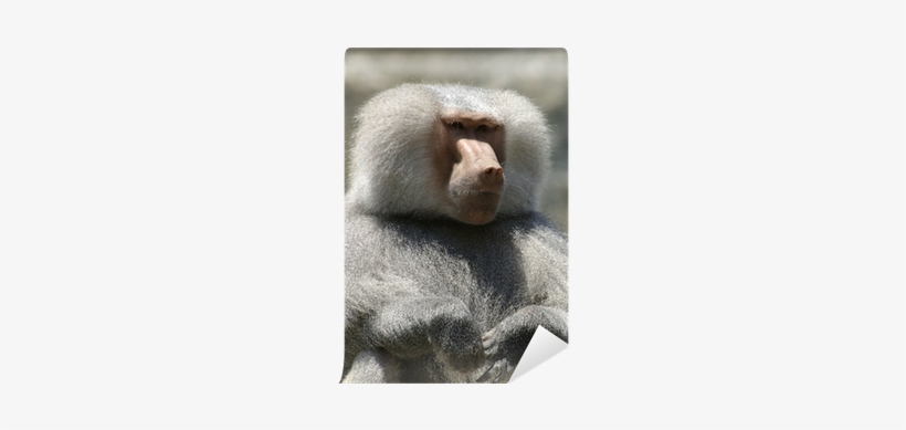 Baboons, transparent png download