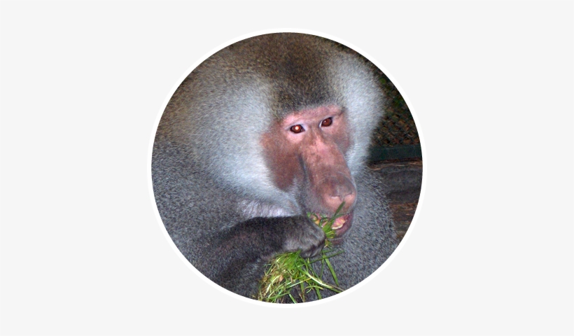 Hamadryas Baboon, transparent png download