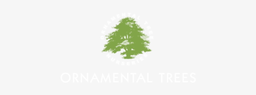 Ornamental Trees - Ornamental Plant, transparent png download