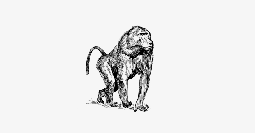 Dope Smugglers Use Apes As Decoys By - Baboon Drawing, transparent png download