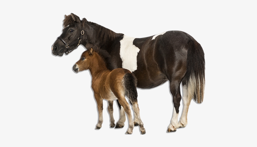 Peppermint Horse Treats - Photograph, transparent png download