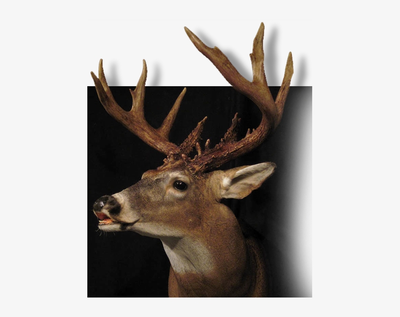 Fish, transparent png download