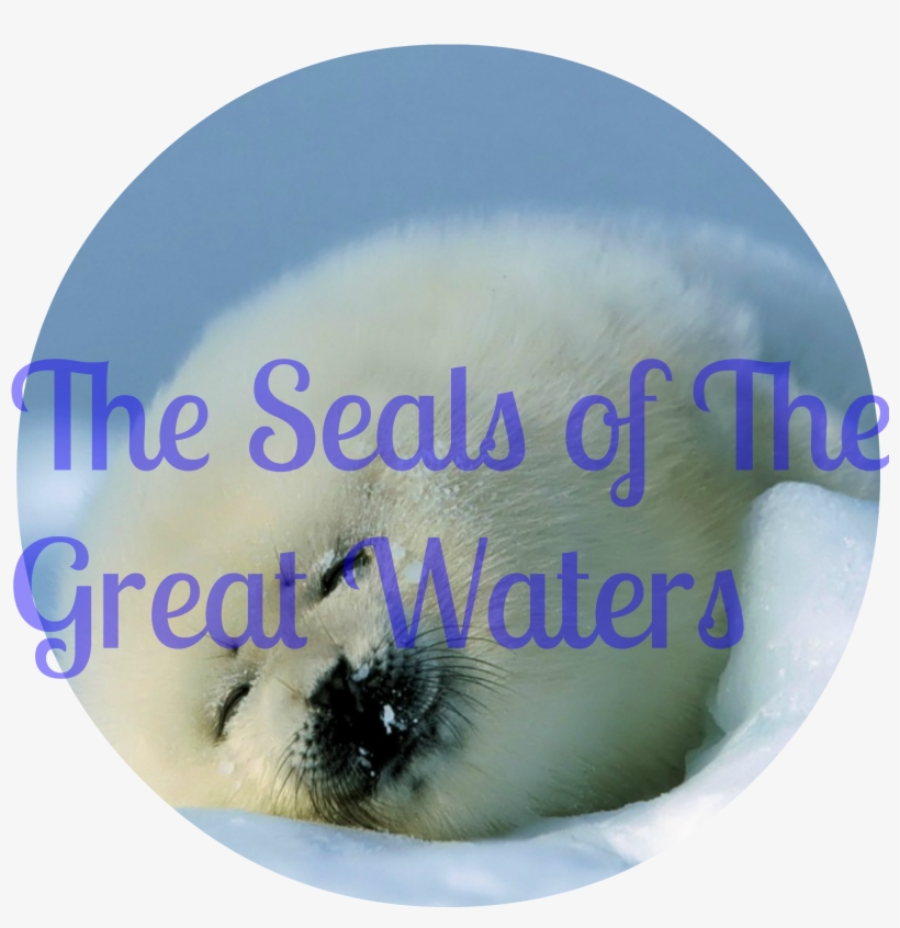 Seals - Keyring Seal Red Sleep Snow 2729, transparent png download