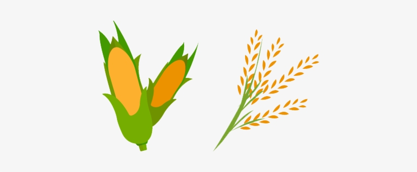 The Only Diet Revealed, Japanese Black Wagyu Cattle - Rice Stalk Png, transparent png download