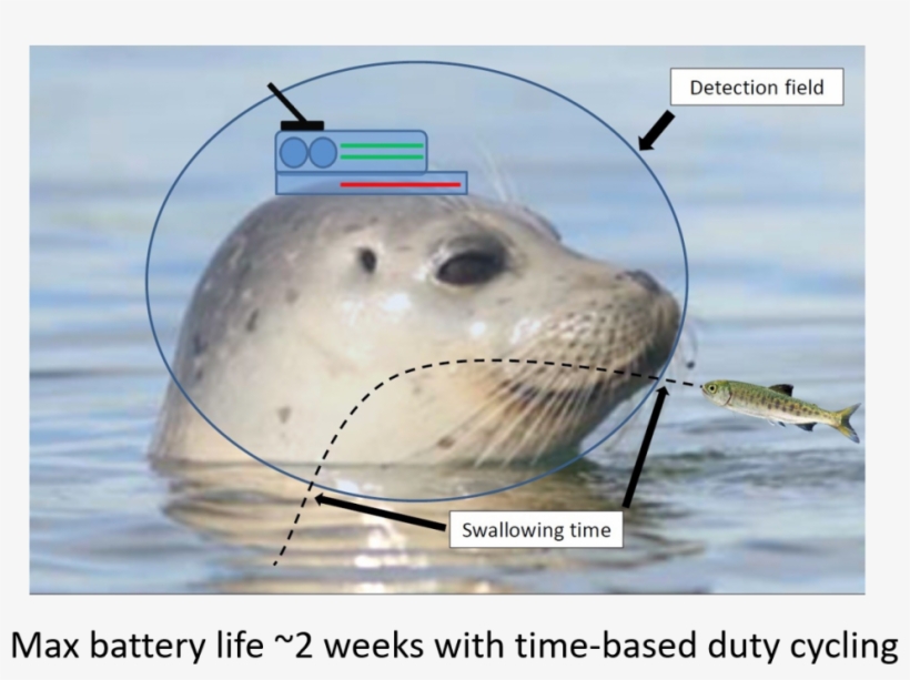 A Second Tag Was Also Developed Which Incorporates - Harbor Seal, transparent png download