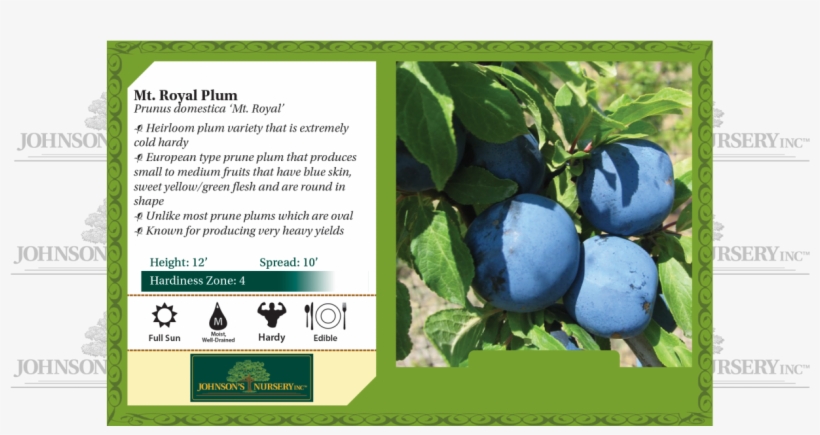 Mt Royal Plum Prunus Domestica Benchcard - Mesabi Cherry, transparent png download