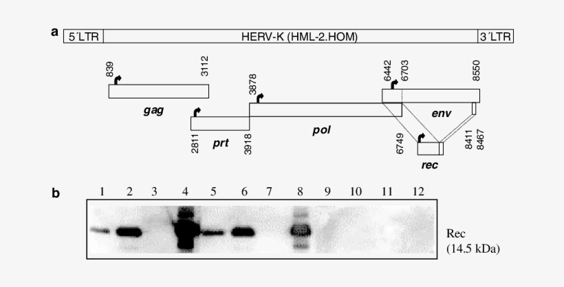 Schematic Outline Of The Human Chromosome 7 Located, - Diagram, transparent png download