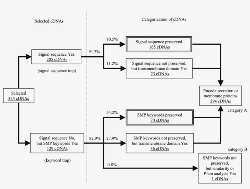 Outline Of Functional Prediction And Categorization - Diagram, transparent png download