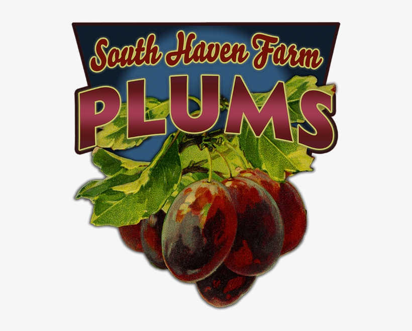Plum, transparent png download