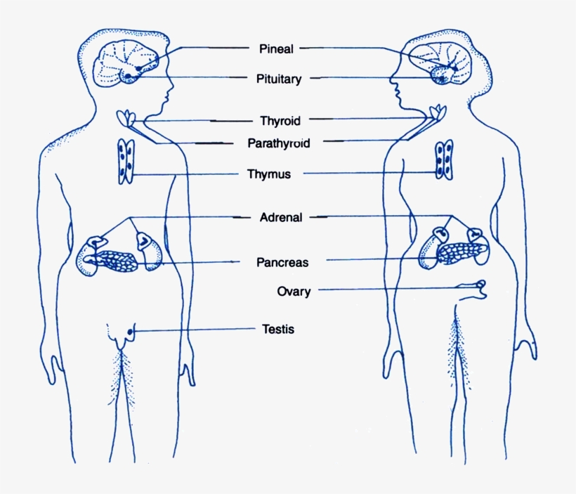 Endocrine Glands Are Ductless Glands Which Pour Their - Endocrine System, transparent png download