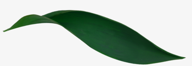 Read More - Magnolia, transparent png download