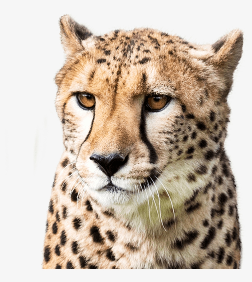 Cheetah, transparent png download