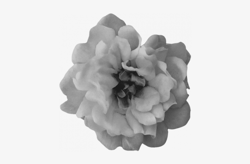 21 Flower - Carnation, transparent png download