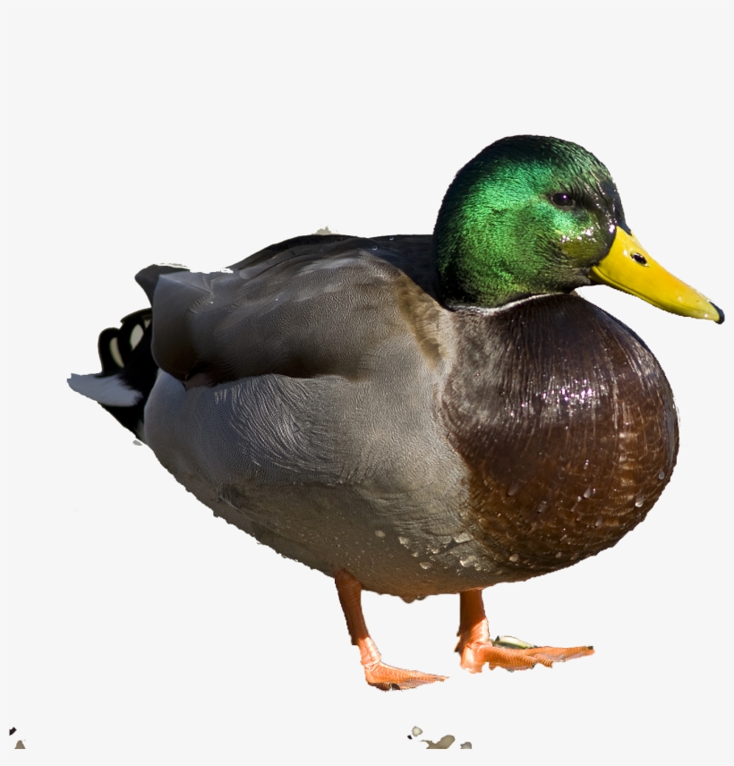 Duck Life Cycle My First Board Book Set 9 Books Png Image Transparent Png Free Download On Seekpng