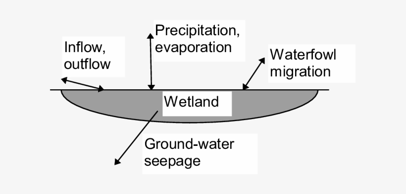 Key Interfaces Associated With A Wetland - Trust Quotes, transparent png download