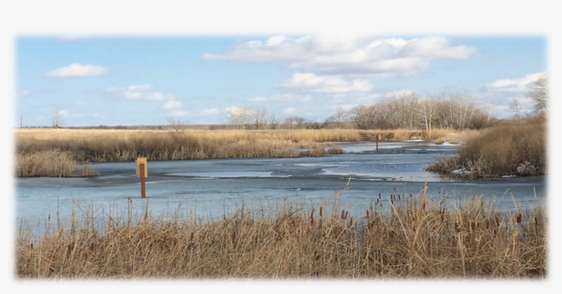 Rivers Collegiate Student Projects - Freshwater Marsh, transparent png download