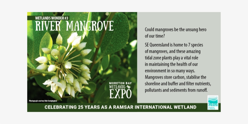 Japanese Honeysuckle, transparent png download