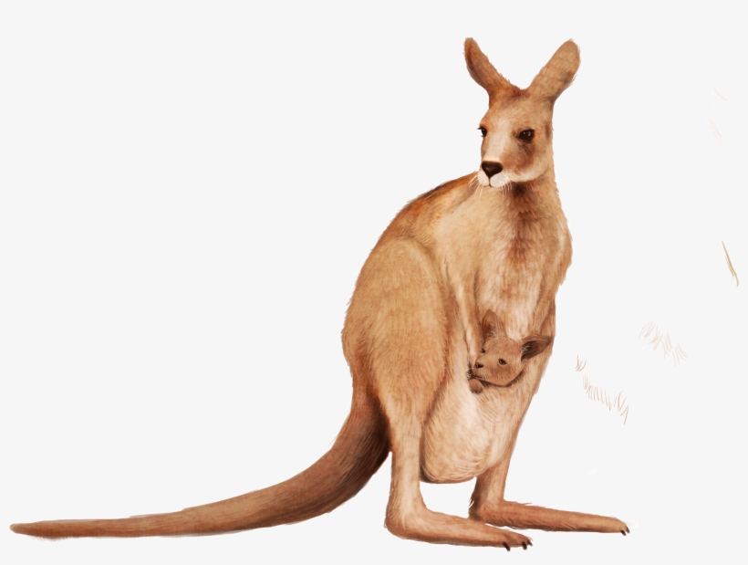 Kangaroo Clipart Matschie's Tree-kangaroo Wallaby Png - Wallaby Png, transparent png download