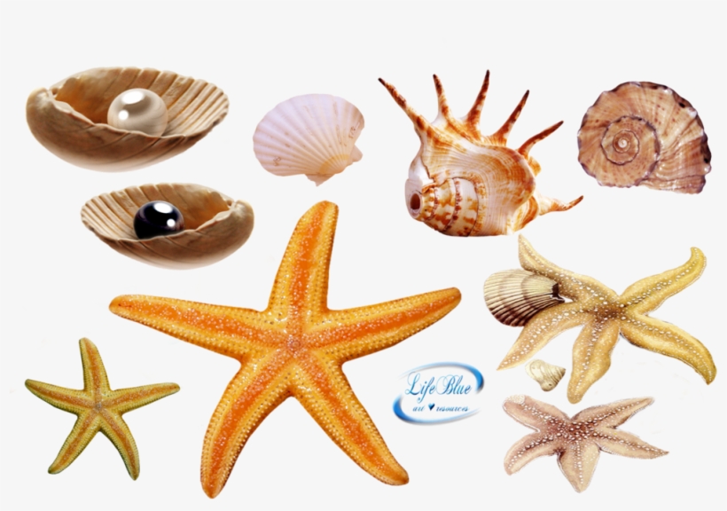 Related Wallpapers - Tiny Fingers Megafauna Vinyl Record, transparent png download