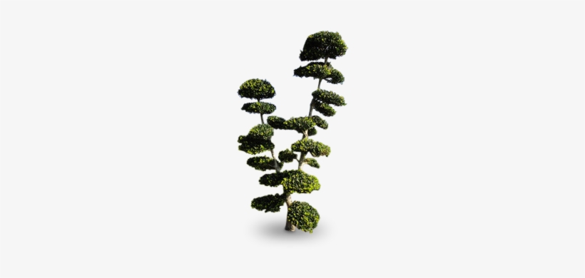 Bienvenue À Notre Partenaire - Bonsai, transparent png download