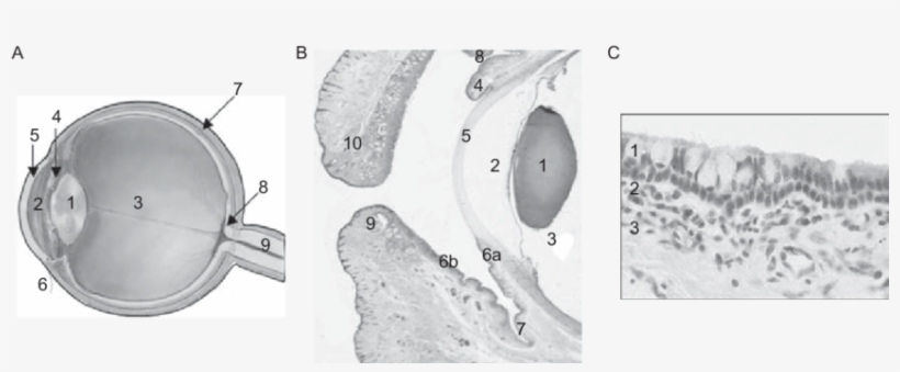 Aqueous Humor - Conjunctival Epithelium, transparent png download
