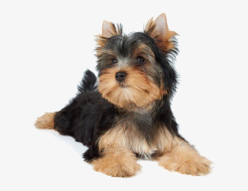 Dogs - Dog Lying Down Png, transparent png download