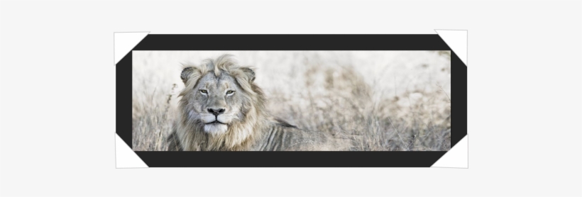 #926 - Giclee On Canvas 57x150 Lion Out, transparent png download