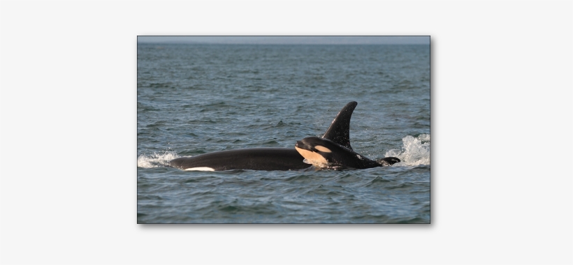 Baby J50 With Mom J16 (slick), December, - J 50 Whale, transparent png download