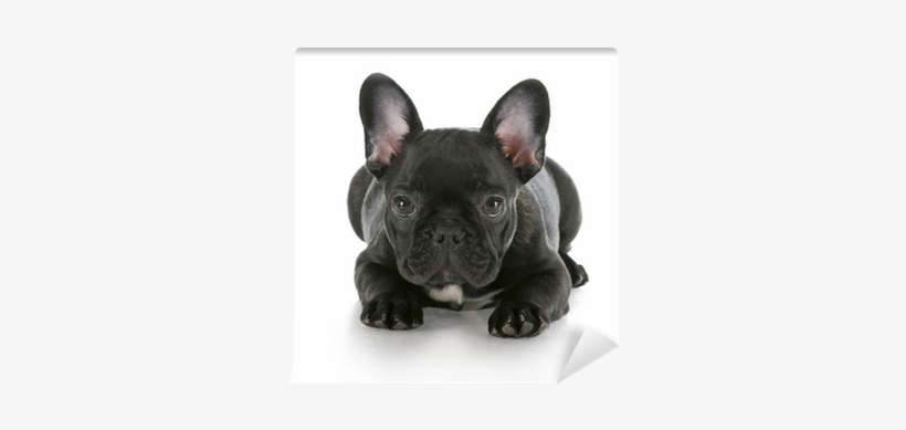 French Bulldog, transparent png download
