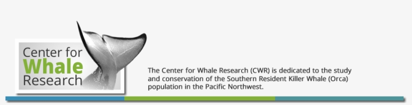 Center For Whale Research - Killer Whale, transparent png download