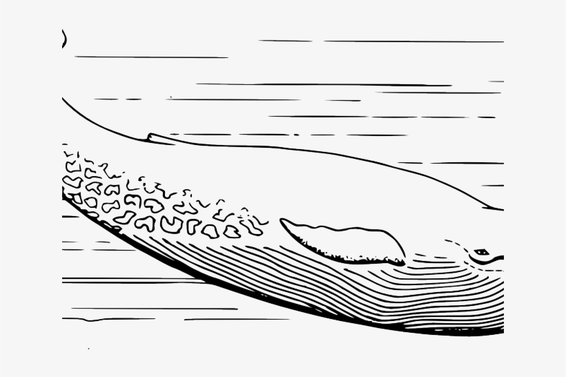 Share - Whale In Black And White, transparent png download