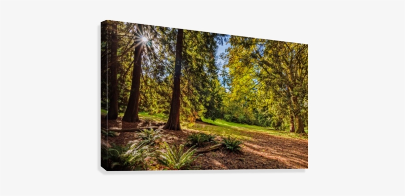 Sun Rays From The Bright Sun Shining Between The Trees - Tree, transparent png download