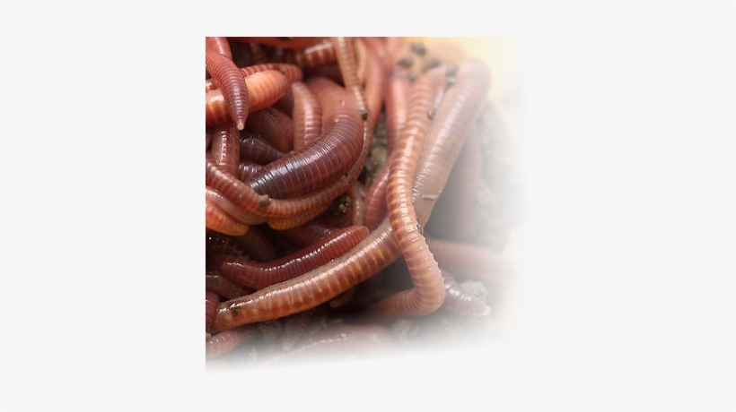 Red Wigglers European Nightcrawlers - Earthworm, transparent png download