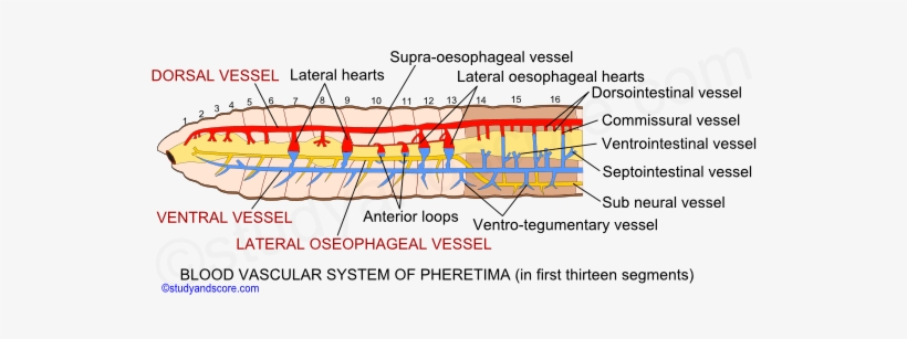 Earthworm Cirulatory System, Earthworm Blood Vessels, - Blood Vascular System Of Earthworm, transparent png download