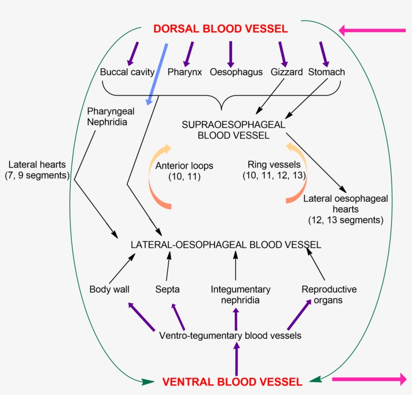 Earthworm Cirulatory System, Earthworm Blood Vessels, - Circulatory System, transparent png download