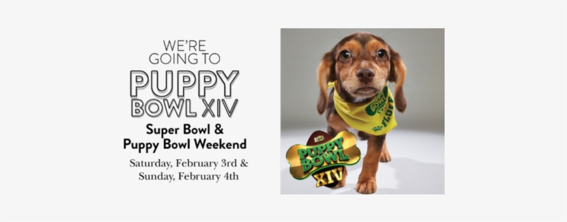 We're Celebrating The Eagles In Super Bowl Lii And - Dachshund, transparent png download
