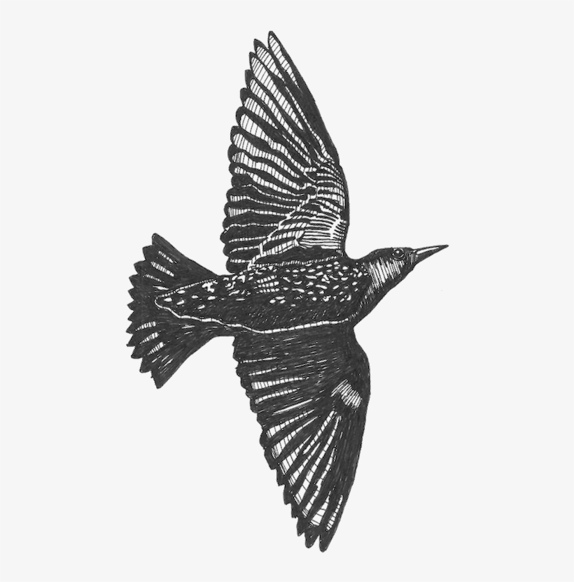 Scott Poynton It Was The Magical Appearance Of Earthworms, - Men Of The Trees, transparent png download