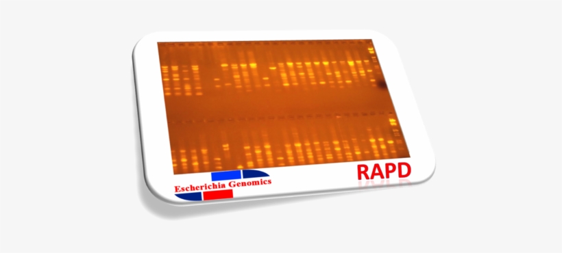 Earthworm Rapd Dna Fingerprinting - Rapd, transparent png download