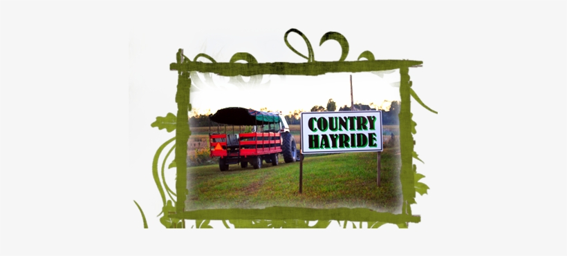 Grass, transparent png download