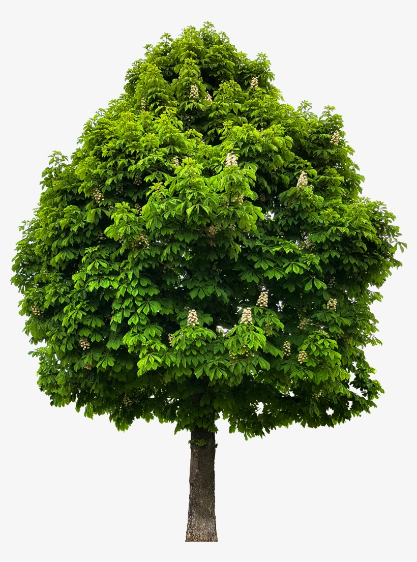 Preview - Horse Chestnut Tree Png, transparent png download