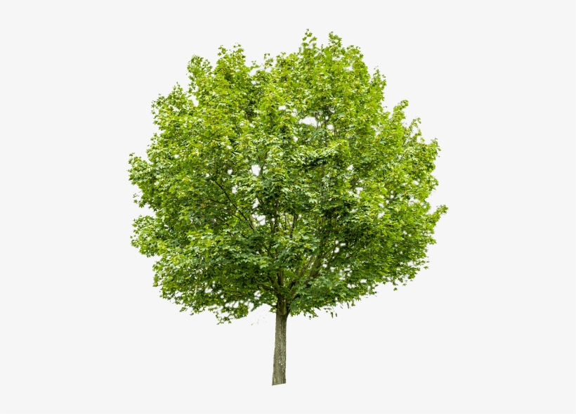 Arbre - Die Schönsten Baumbilder Und Bank, transparent png download